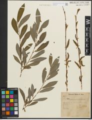 Foto von Salix purpurea L.